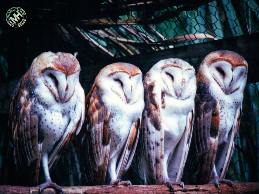 Flamingo Gardens, Ft. Lauderdale, Florida, USA